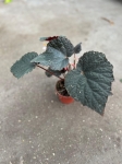 Begonia Taconite - M