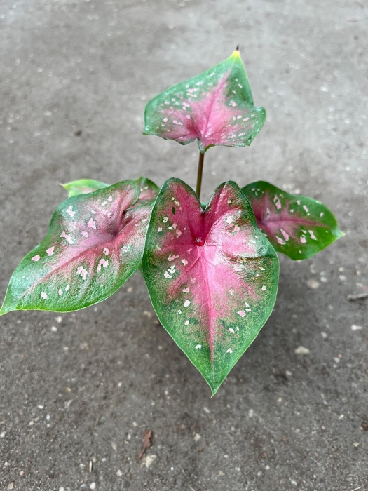 Caladium Casey