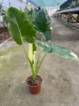 Alocasia macrorrhiza Variegata - M