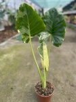 Alocasia macrorrhiza Variegata - M