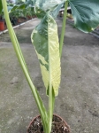 Alocasia macrorrhiza Variegata - M