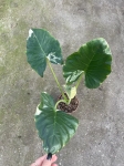 Alocasia macrorrhiza Variegata - M