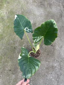 Alocasia macrorrhiza Variegata - M