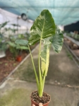 Alocasia macrorrhiza Variegata - M