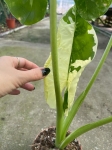 Alocasia macrorrhiza Variegata - M