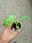 Philodendron Paraiso Verde - S