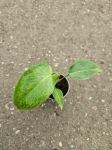 Philodendron Paraiso Verde - S
