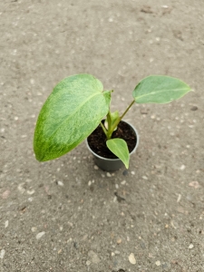Philodendron Paraiso Verde - S