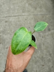 Philodendron Paraiso Verde - S