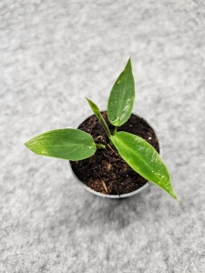 Philodendron spiritus sancti - s 