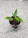 Philodendron spiritus sancti - S