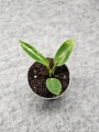 Philodendron spiritus sancti - S