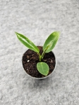 Philodendron spiritus sancti - S
