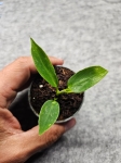 Philodendron spiritus sancti - S