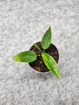 Philodendron spiritus sancti - S