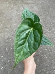 Anthurium Magnificum x Luxurians