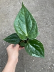 Anthurium Magnificum x Luxurians