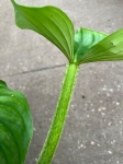 Philodendron plowmanii citrus - L