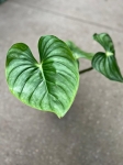 Philodendron plowmanii citrus - L