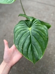 Philodendron plowmanii citrus - L