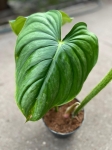 Philodendron plowmanii citrus - L