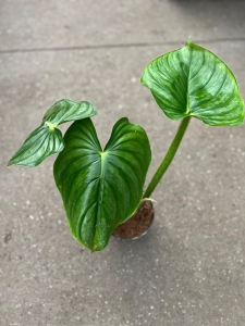  Philodendron Plowmanii Citrus - L