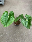Philodendron plowmanii citrus - L