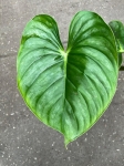 Philodendron plowmanii citrus - L
