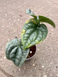 Anthurium luxurians - M