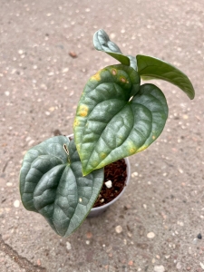 Anthurium luxurians - M