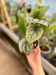 Anthurium luxurians - M