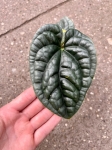 Anthurium luxurians - M