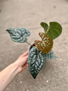Anthurium luxurians - M/L