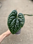 Anthurium luxurians - M/L