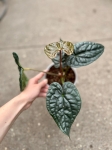 Anthurium luxurians - M/L