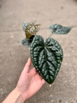 Anthurium luxurians - M/L