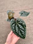 Anthurium luxurians - M/L