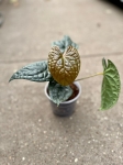 Anthurium luxurians - M/L