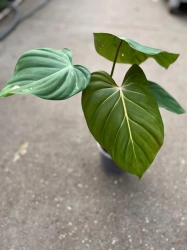 Philodendron Pink Glory