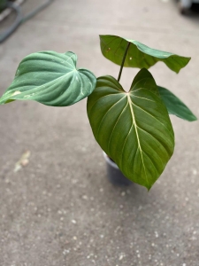 Philodendron Pink Glory
