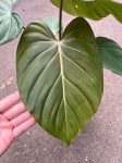 Philodendron Pink Glory