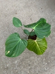 Philodendron Pink Glory