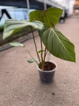 Philodendron Pink Glory