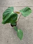 Philodendron Pink Glory