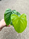 Philodendron oxapapense - M