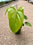 Philodendron oxapapense - M