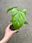 Philodendron oxapapense - M