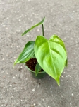 Philodendron oxapapense - M