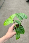Philodendron oxapapense - M