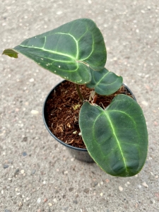 Anthurium Ecuagenera Green Soul - M